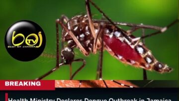 Health ministry declares dengue outbreak in Jamaica